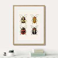 картина: assorted beetles №6, 1735г. в Чите
