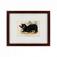 картина: two ursine sloths, or sloth bears, 1830 в Чите