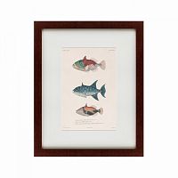 картина: tropical fish, 1830 в Чите