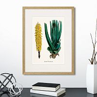 картина: botany illustration №1, 1836г. в Чите