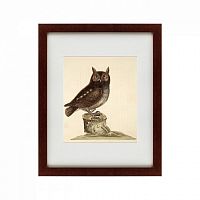 картина: the little owl, 1731 в Чите