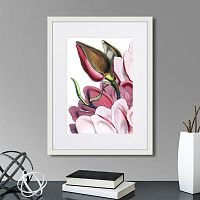 картина: himalaya plants pink-flower on white iv, 1869г. в Чите