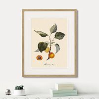 картина: juicy fruit lithography №2, 1870г. в Чите