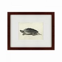 картина: a hand-painted illustration of a burmese roofed turtle, 1873 в Чите
