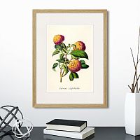 картина: botany illustration №22, 1836г. в Чите