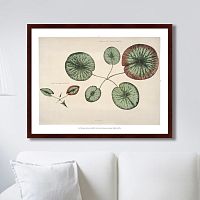 картина: young gigantic water lily, 1870г. в Чите