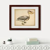 картина: a european pelican, 1635г. в Чите