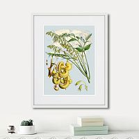 картина: himalaya plants decaisnea pods, 1869г. в Чите