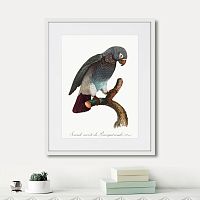 картина: beautiful parrots №6, 1872г. в Чите