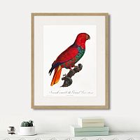 картина: beautiful parrots №9, 1872г. в Чите