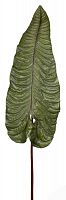 декор alocasia в Чите
