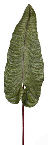 декор alocasia в Чите