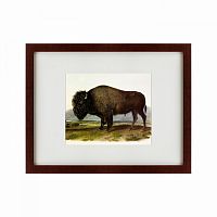 картина: american bison, 1845 в Чите