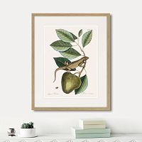 картина: guana (lacertus indicus), 1742г. в Чите