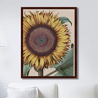 картина: large sunflower (flos solis maior), 1713г. в Чите