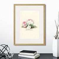 картина: botany illustration №6, 1836г. в Чите