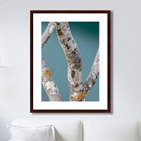 картина: trees on the galapagos islands, ecuador no3 в Чите
