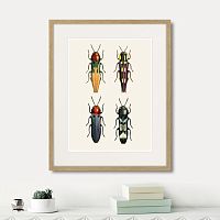 картина: assorted beetles №5, 1735г. в Чите