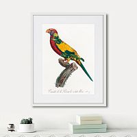 картина: beautiful parrots №7, 1872г. в Чите