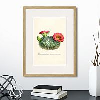 картина: botany illustration №13, 1836г. в Чите