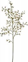 декор oncidium orchid в Чите