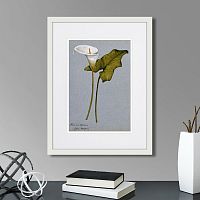 картина: arum lily, 1899г. в Чите