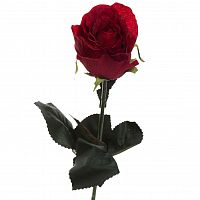 роза бордовая 48 см (36) в Чите