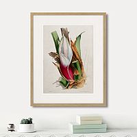 картина: exotic plants of the world №11, 1815г. в Чите