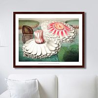 картина: water lily during bloom, 1870г. в Чите