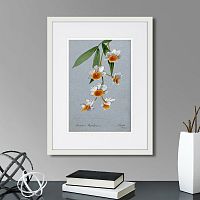 картина: an orchid (dendrobium thyrsiflorum), 1899г. в Чите