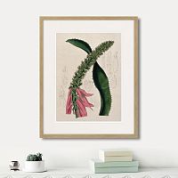 картина: exotic plants of the world №2, 1815г. в Чите