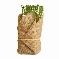 растение декоративное potted herb polini в Чите