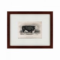 картина: a hereford bull, 1849 в Чите