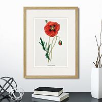 картина: botany illustration №15, 1836г. в Чите