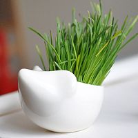 набор для выращивания eco ёжик в Чите