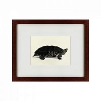 картина: an arakan forest turtle, 1873 в Чите