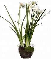 декор allium в Чите