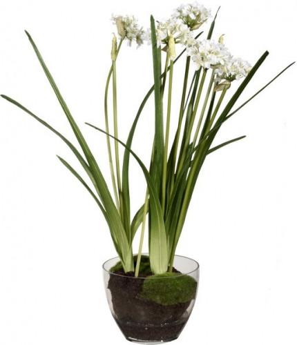декор allium в Чите