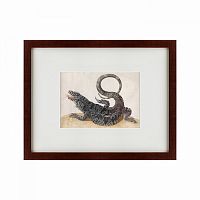картина: black tegu lizard, 1700 в Чите
