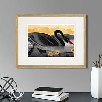картина: common american swan (black), 1838г. в Чите