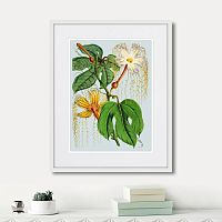 картина: himalaya plants hodsgonia flower white and yellow, 1869г. в Чите