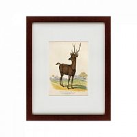 картина: a rusa deer, 1830 в Чите