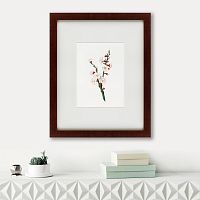 картина: apricot flower (prunus armeniaca), 1832 в Чите