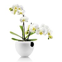 горшок для орхидеи orchid pot белый в Чите