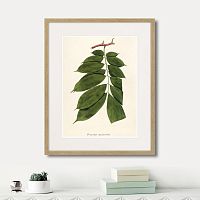 картина: fragmenta botanica №10, 1809г. в Чите