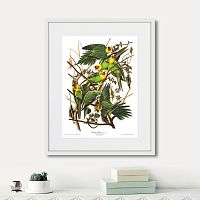 картина: carolina parrot, 1841г. в Чите