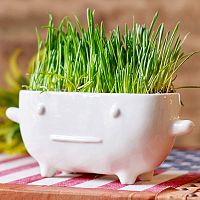 набор для выращивания eco буль в Чите