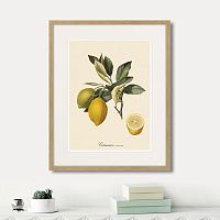картина: juicy fruit lithography №3, 1870г. в Чите