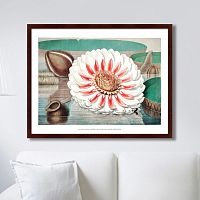 картина: a gigantic water lily in bloom, 1870г. в Чите