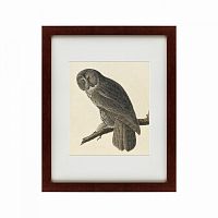 картина: great gray owl, 1834 в Чите